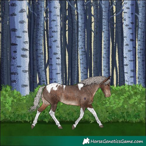Horse Color:Silver Brown Tobiano Appaloosa Rabicano 