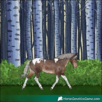 Horse Color:Silver Brown Tobiano Appaloosa Rabicano 