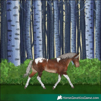 Horse Color:Silver Brown Tobiano Appaloosa Rabicano 