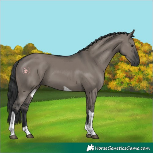 Horse Color:Grullo Tobiano 