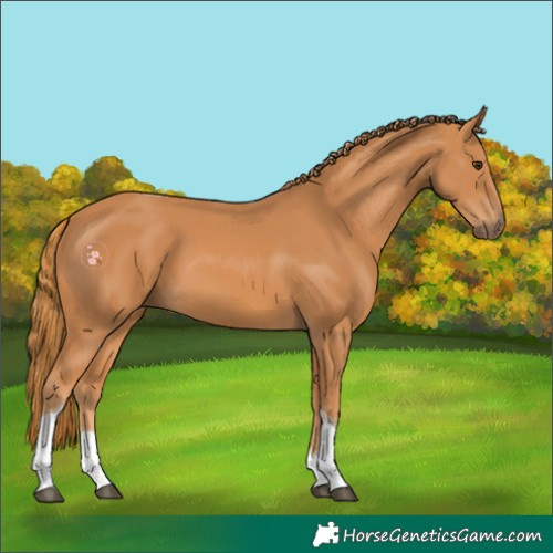 Horse Color:Chestnut Tobiano