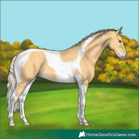 Horse Color:Palomino Tobiano 