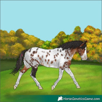 Horse Color:Brown Splash Tobiano Near Leopard 