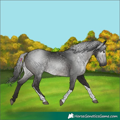 Horse Color:Gray Black Tobiano 