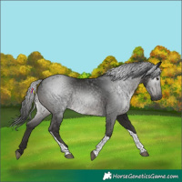 Horse Color:Gray Black Tobiano 