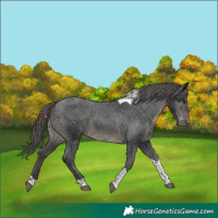 Horse Color:Black Tobiano Appaloosa