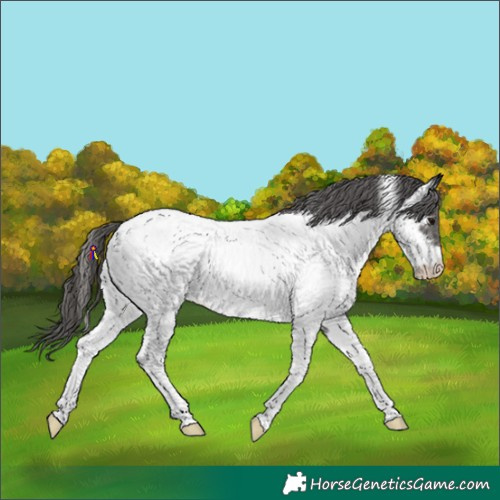 Horse Color:Black Tobiano Appaloosa