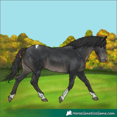 Horse Color:Black Tobiano Appaloosa