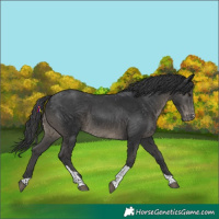 Horse Color:Black Tobiano Appaloosa 