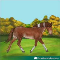 Horse Color:Chestnut Tobiano Varnish 
