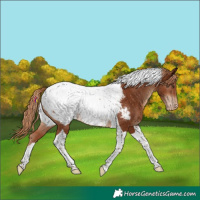 Horse Color:Chestnut Tobiano Appaloosa Rabicano 