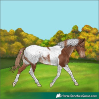 Horse Color:Chestnut Tobiano Snowcap Rabicano 