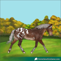 Horse Color:Silver Bay Tobiano Blanket Rabicano