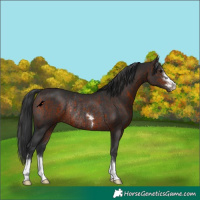 Horse Color:Brown Rabicano and Brown Rabicano