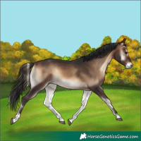 Horse Color:Bay Onyx 