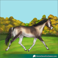 Horse Color:Bay Onyx 