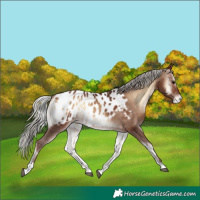 Horse Color:Silver Bay Onyx Blanket 