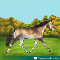 Horse Color:Buckskin Onyx