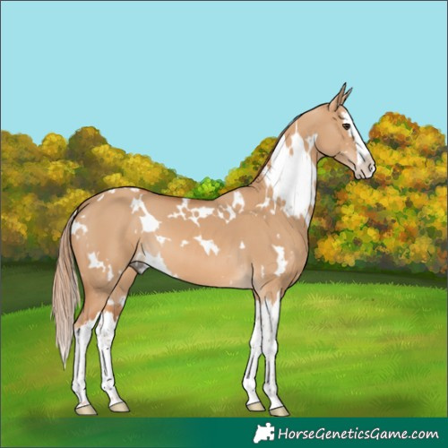 Horse Color:White Spotted Red Dun Splash 