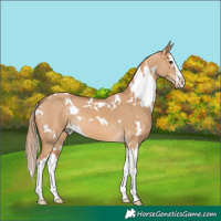 Horse Color:White Spotted Red Dun Splash 
