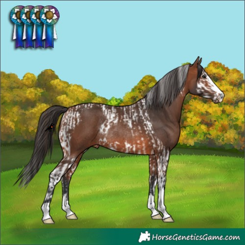 Horse Color:Bay Splash Tobiano Rabicano and Bay Rabicano