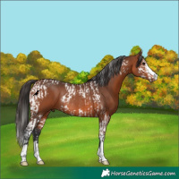 Horse Color:Bay Splash Tobiano Rabicano  and Bay Rabicano 