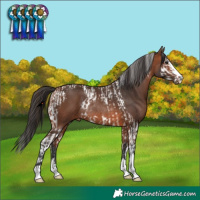 Horse Color:Bay Splash Tobiano Rabicano  and Bay Rabicano 