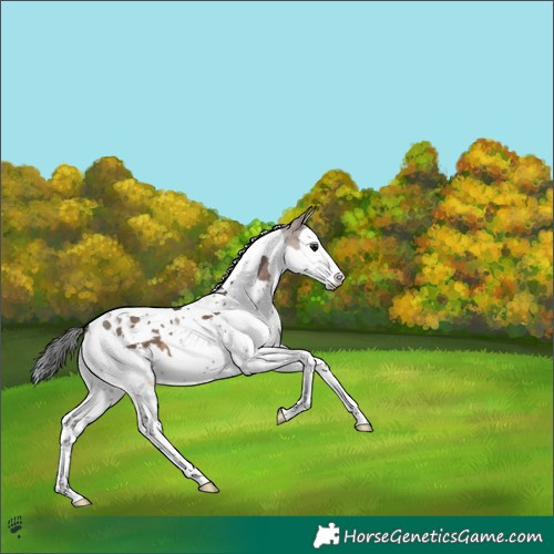 Horse Color:Brown Dun Splash Tobiano 