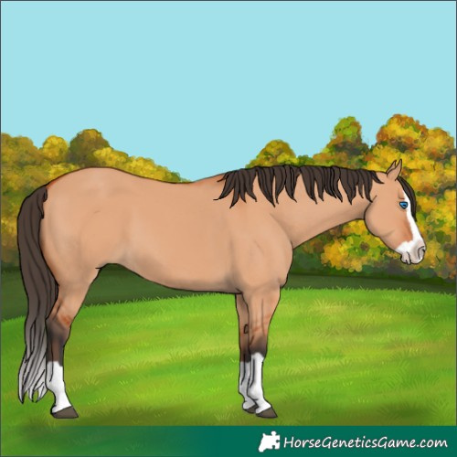Horse Color:Bay Dun Splash