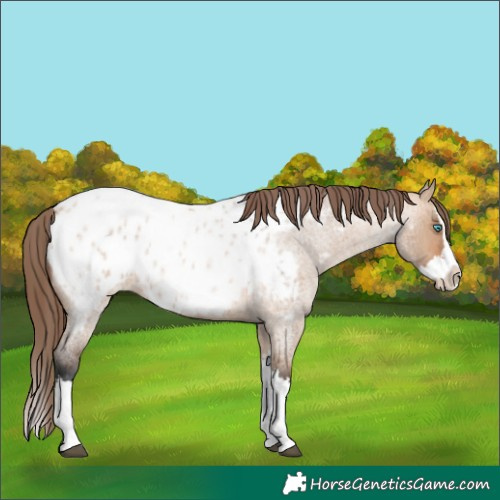 Horse Color:Bay Roan Dun Splash Blanket 