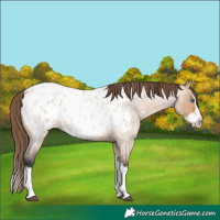 Horse Color:Bay Roan Dun Splash Appaloosa 