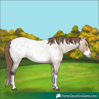 Horse Color:Bay Roan Dun Splash Blanket 