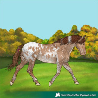 Horse Color:Red Dun Tobiano Appaloosa Rabicano 