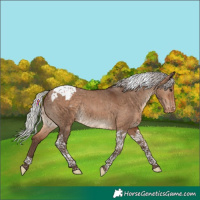 Horse Color:Silver Brown Dun Tobiano Appaloosa Rabicano 