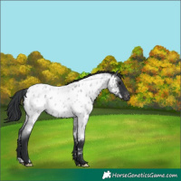 Horse Color:Unknown 