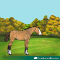 Horse Color:Unknown 