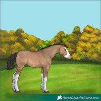 Horse Color:Unknown 