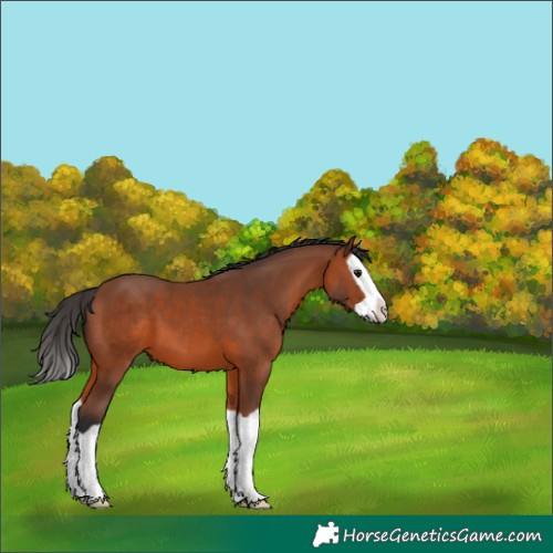 Horse Color:Unknown 
