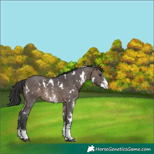 Horse Color:White Spotted Brown Dun Sabino Appaloosa 
