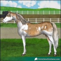 Horse Color:White Spotted Chocolate Palomino Dun Splash Brindle
