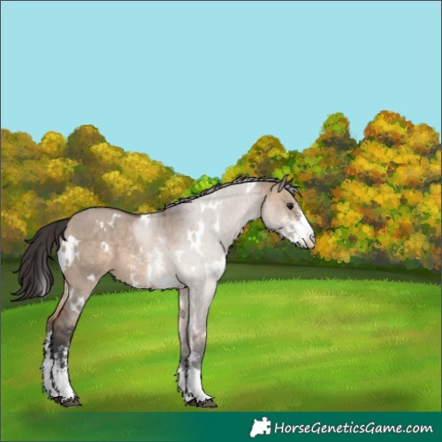 Horse Color:White Spotted Bay Dun Sabino 