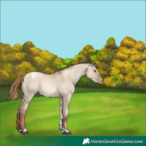 Horse Color:Liver Red Dun Pearl Tobiano Appaloosa