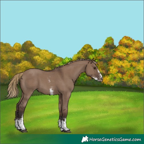 Horse Color:Liver Red Dun Sabino Tobiano Appaloosa 