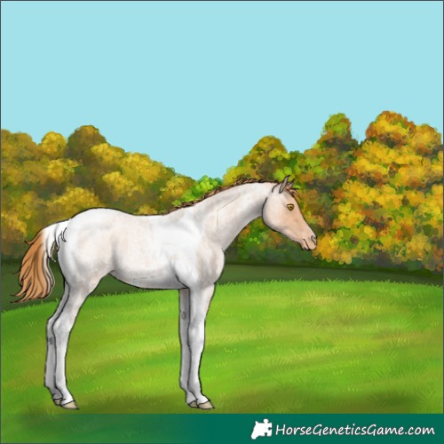 Horse Color:Bay Ice Roan Pearl Tobiano Appaloosa 