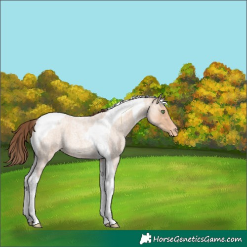 Horse Color:Amber Champagne Roan Tobiano Appaloosa