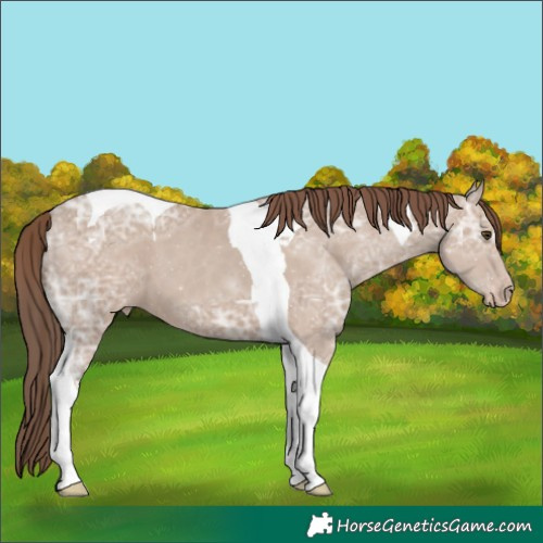 Horse Color:Classic Champagne Ice Tobiano Appaloosa 