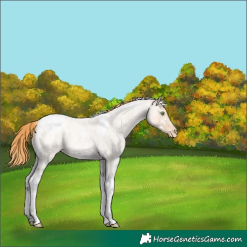 Horse Color:Gold Champagne Ice Roan Tobiano Appaloosa