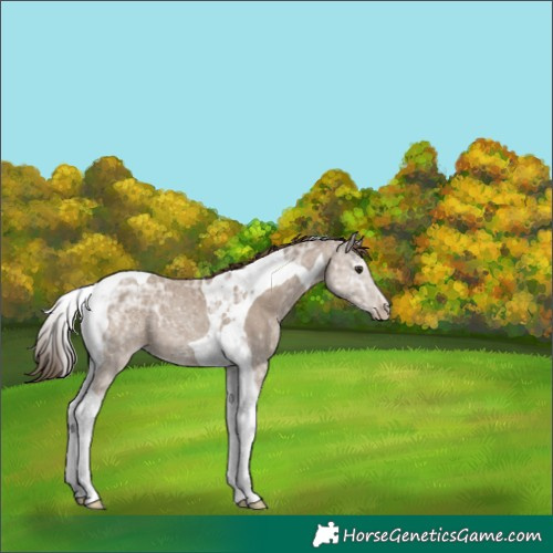 Horse Color:Classic Champagne Ice Tobiano Appaloosa