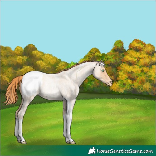 Horse Color:Classic Champagne Roan Pearl Tobiano Varnish