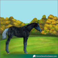 Horse Color:ERROR: UNKNOWN ANOMALY